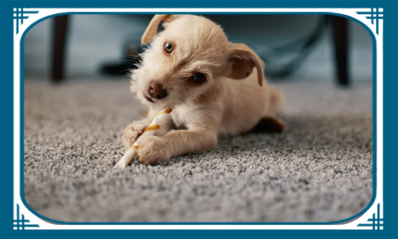 Professional Area Rug Cleaning